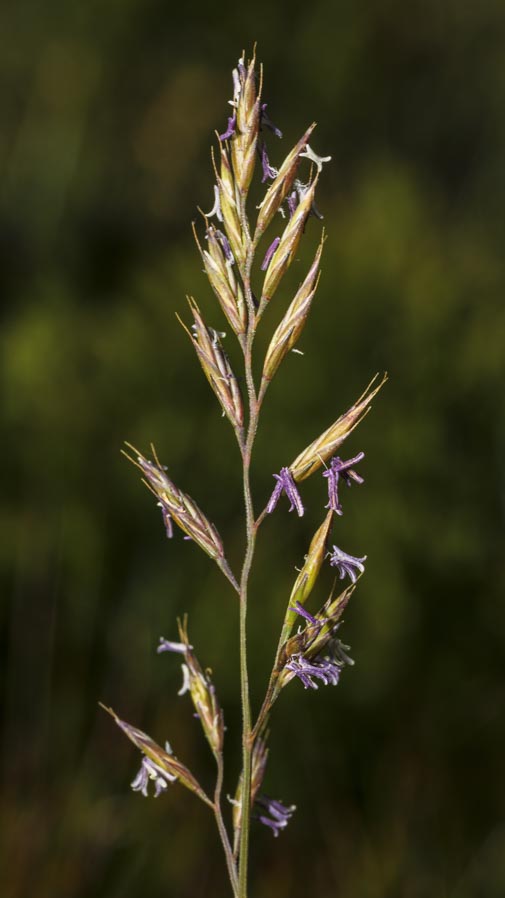 Poaceae: Festuca sp.